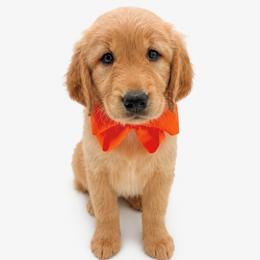 Tulip - Dark golden female Golden Retriever puppy in Chicago, Illinois from Urbane Retrievers