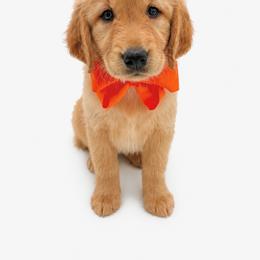 Tulip - Dark golden female Golden Retriever puppy in Chicago, Illinois from Urbane Retrievers