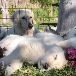 Golden Retriever Puppies from Lakeside Golden Retrievers
