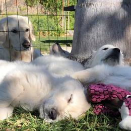 Golden Retriever Puppies from Lakeside Golden Retrievers