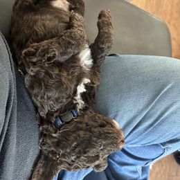 Poodle Puppies from Cano Homestead Poodles