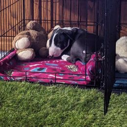 Bull Terrier Puppies from Bulls On Parade