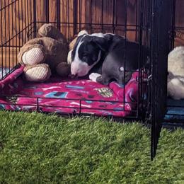 Bull Terrier Puppies from Bulls On Parade