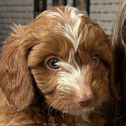 Cavapoos from QuiGents