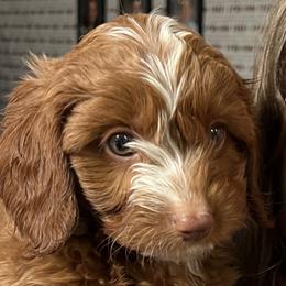 Cavapoos from QuiGents