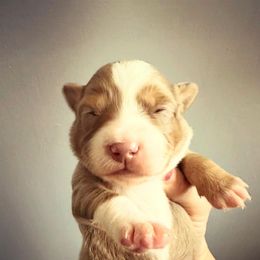 Red Merle female 1 - Red merle female Toy Australian Shepherd puppy in Brooker, Florida from Honey, I Shrunk the Aussies