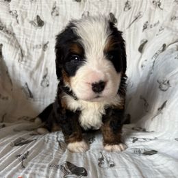 Orange - Lars - Tri-color male Bernese Mountain Dog puppy in Redlands, California from Country Feels Ranch