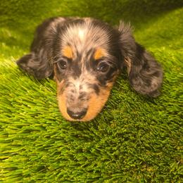 Pumpkin - Dapple female Dachshund puppy in Buckeye, Arizona from Duran Dachshunds