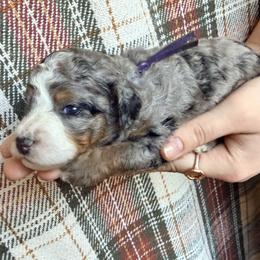 Purple - Merle female Bernedoodle puppy in Grandview, Texas from Big Sky Bernedoodles