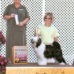 Tibetan Terrier All Grown Up from Kham Ra Tibetans