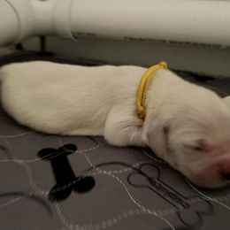 Girl 3 - Golden Retriever puppy in South Carolina from Carolina Point Retrievers