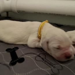 Girl 3 - Golden Retriever puppy in South Carolina from Carolina Point Retrievers