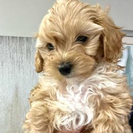 Ginger - Apricot female Poodle puppy in Hephzibah ( Richmond County ), Georgia from Healing Pawz LLC