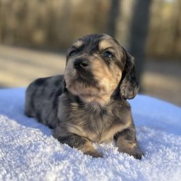 Axel - Black and cream male Dachshund puppy in Newport, Tennessee from Justice Doxies