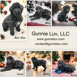Schnoodle Puppies from Gunnie Luv, LLC