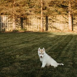 Siberian Husky Puppies from Polaire Siberians