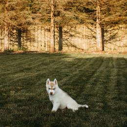 Siberian Husky Puppies from Polaire Siberians