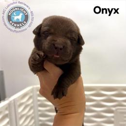 Onyx - Chocolate male Labrador Retriever puppy in Elloree, South Carolina from Moonlight Kennels LLC