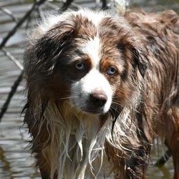 Tuff - Miniature Australian Shepherd