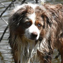 Tuff - Miniature Australian Shepherd
