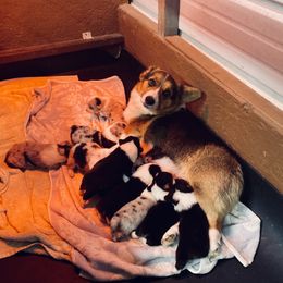 American Corgi and Pembroke Welsh Corgi Puppies from Elk Ridge Corgis