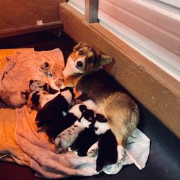 American Corgi and Pembroke Welsh Corgi Puppies from Elk Ridge Corgis