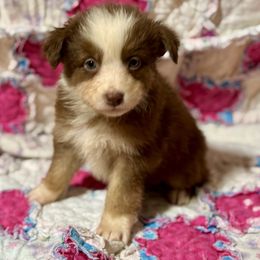 Tri male 2 - Red tri-color male Australian Shepherd puppy in Lemon Cove, California from Magic Ranch Mini Aussies