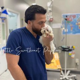 Maltese Puppies from Little Sweetheart Puppies