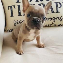 Boy 3 - Fawn male French Bulldog puppy in Toccoa, Georgia from The Grooming Barn LLC/ Wet Dog Ranch