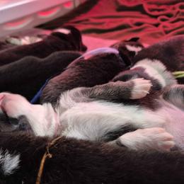 Girl 2 - Black and tan female Pembroke Welsh Corgi puppy in Gallipolis, Ohio from Raccoon Creek Corgis