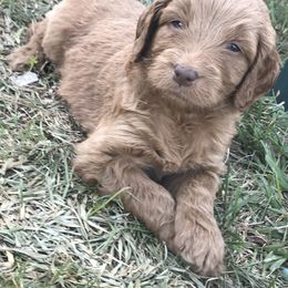 Goldendoodle Puppies from Izzy's Doodles