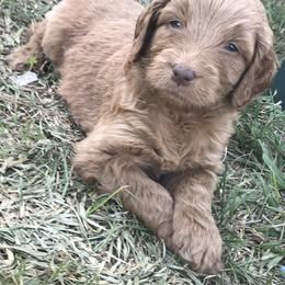 Goldendoodle Puppies from Izzy's Doodles
