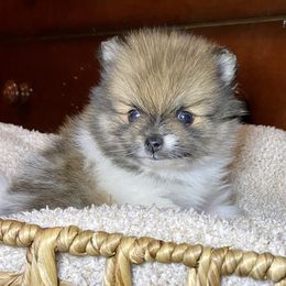 Pomeranian Puppies from Hope Mountain Pomeranians