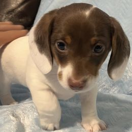 Dachshund puppies from Wild West Wiener Lovers