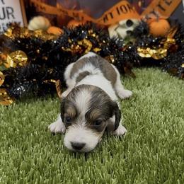 Shaded Cream Piebald Longhair - Cream male Dachshund puppy in Killeen, Texas from Southern Dachshunds