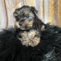 Xyler - Black and tan male Yorkshire Terrier puppy in Tulsa, Oklahoma from Conns Cuddly Canines