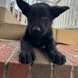 Blue (Bear) - Black German Shepherd puppy in Maryland from Soco.GSD's