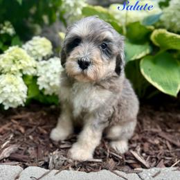 Salute - Merle male Bernedoodle puppy in Midland, Michigan from Northern Charm Farm