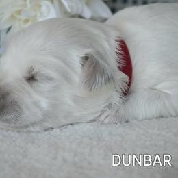 Coton de Tulear Puppies from Buttercup Cotons of Texas