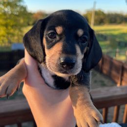 Jack - Black and tan Dachshund puppy in Salvisa, Kentucky from Howell’s Hounds