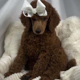 Poodle Puppies from Prissy Pants Poodles LLC