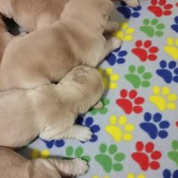 Golden Retrievers from Bev King