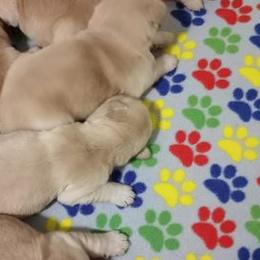 Golden Retrievers from Bev King