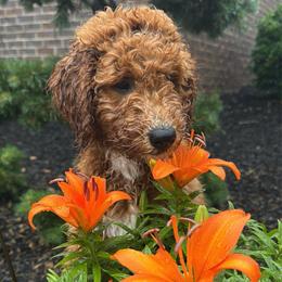 Dottie (West) - Red  female Goldendoodle puppy in Eagleville, Tennessee from Nash Doodles