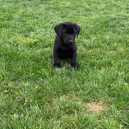 Labrador Retriever Puppies from Broneck Kennels LLC