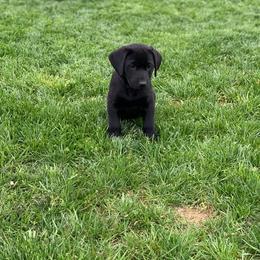 Labrador Retriever Puppies from Broneck Kennels LLC