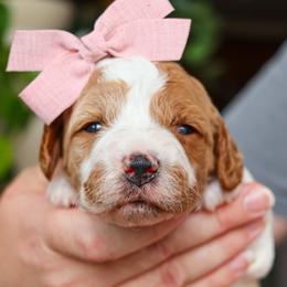 Austen - Parti female Goldendoodle puppy in Salado, Texas from Red Ranch Dogs