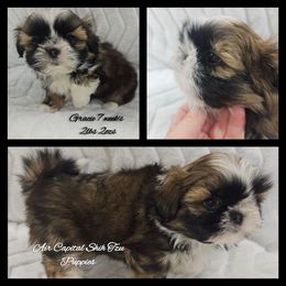 Sallee - Sable and white female Shih Tzu puppy in Maize, Kansas from Air Capital Shih Tzu Puppies
