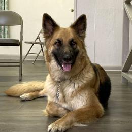 Breena - German Shepherd