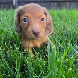 Maverick - Red male Dachshund puppy in Vacaville, California from SchmooterBabies